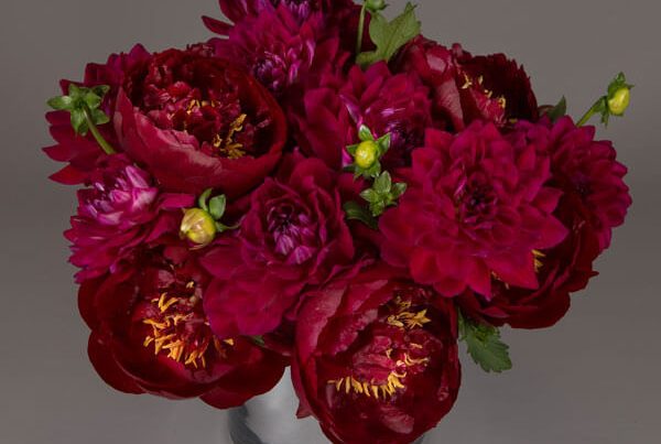 Opulent Dahlias