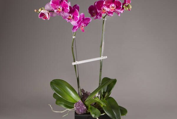 Double Phalaenopsis